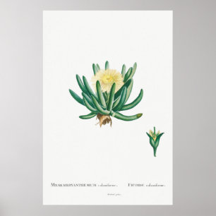 Cactus/Succulent Illustratie Poster