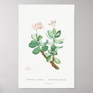  Cactus/Succulent Illustratie Poster
