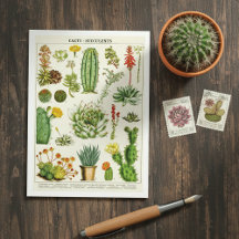 Cactus Succulents Botanical Illustration Postcard