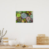 Cactus Succulents poster (Keuken)