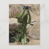 Cactus Touriste - Carte postale (Devant)