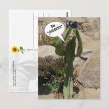 Cactus Touriste, dites QUEEESO - carte postale