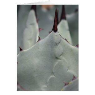 Cactus van de werf