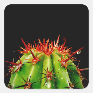 Cactus Vierkante Sticker