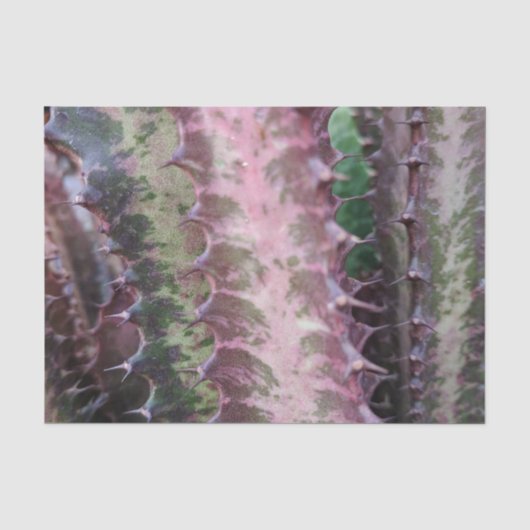 Cactus-weefselpapier Tissuepapier (Voorkant)
