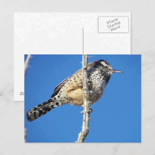 Cactus Wren Briefkaart (Voorkant / Achterkant)
