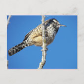 Cactus Wren Briefkaart (Voorkant)