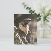 Cactus Wren Briefkaart (Staand voorkant)
