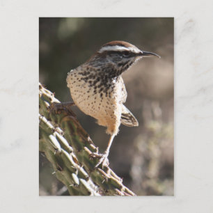 Cactus Wren Briefkaart