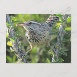 Cactus Wren op het Briefkaart van Ocotillo