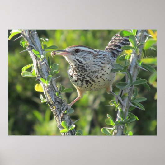 Cactus Wren op het Poster van Ocotillo (Voorkant)