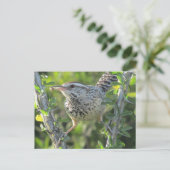 Cactus Wren sur carte postale Ocotillo (Debout devant)