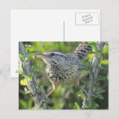 Cactus Wren sur carte postale Ocotillo (Devant / Derrière)