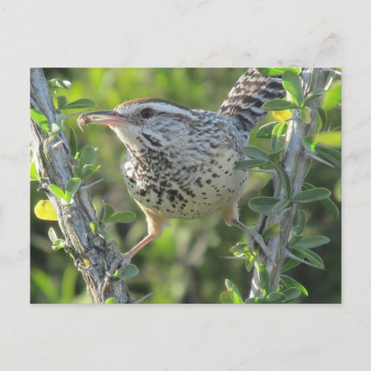 Cactus Wren sur carte postale Ocotillo (Devant)
