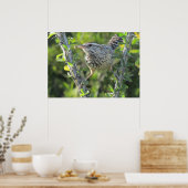 Cactus Wren sur Ocotillo Poster (Cuisine)