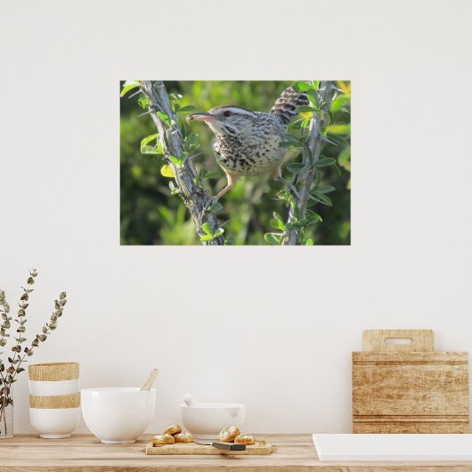 Cactus Wren sur Ocotillo Poster (Cuisine)