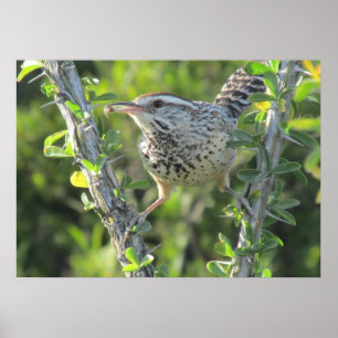Cactus Wren sur Ocotillo Poster