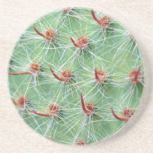cactus zandsteen onderzetter