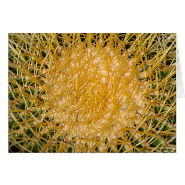 Cactus Zon (Voorkant Horizontaal)
