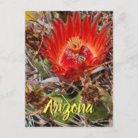 Cactusbloem met Bij, Arizona Ansichtkaart