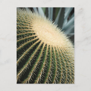 Cactuskaart Briefkaart