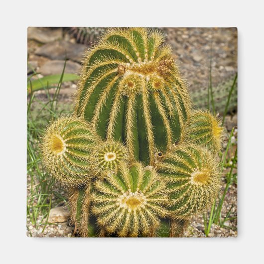 Cactusmagneet Magneet (Voorkant)