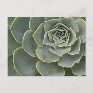 Cactuspatroon Briefkaart