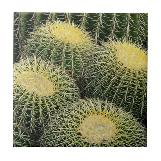 Cactuspatroon Tegeltje (Voorkant)