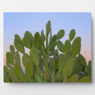 Cactussen en sisal in droge bossen fotoplaat