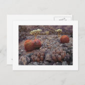 " Cactussen Variety Pack " Briefkaart (Voorkant / Achterkant)