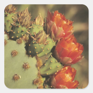 Cactusvijg in bloei, Arizona-Sonora 2 Vierkante Sticker