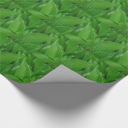 Cadeau Feuilles Hosta vertes avec papier d'enveloppement  (Coin)
