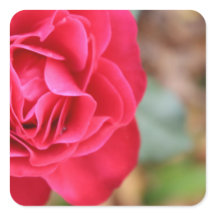 Cadeau met roos voor Valentijnsdag