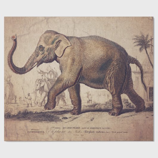 Cadeau Papier de recouvrement d'éléphants ou de découpage (Plat)