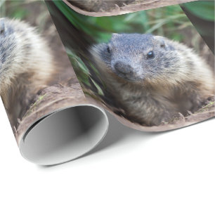 Cadeau Papier d'emballage bébé marmotte curieuse