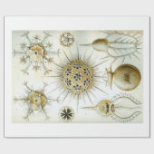 Cadeau Papier d'emballage d'Ernst Haeckel Phaeodaria (Plat)