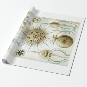 Cadeau Papier d'emballage d'Ernst Haeckel Phaeodaria