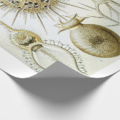 Cadeau Papier d'emballage d'Ernst Haeckel Phaeodaria (Coin)