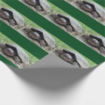 Papier d'emballage heureux de tortue de rupture