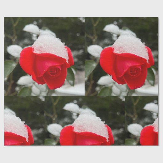 Cadeau Papier d'emballage Rose d'hiver  (Plat)
