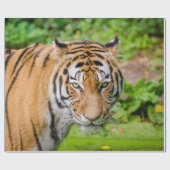 Cadeau Papier d'enveloppement de tigre (Plat)