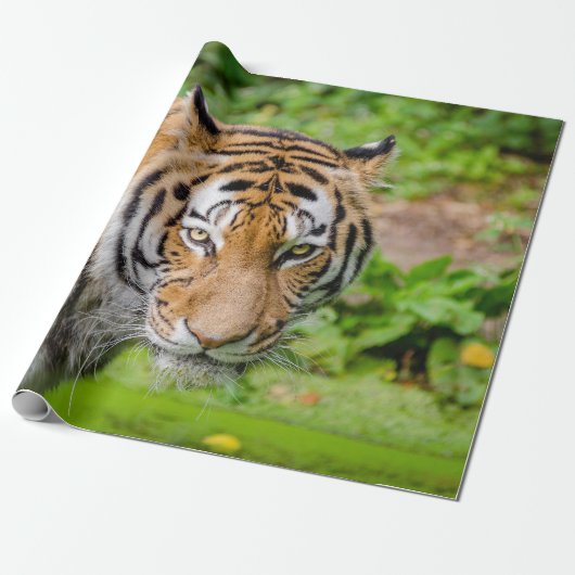 Cadeau Papier d'enveloppement de tigre (Déroulé)