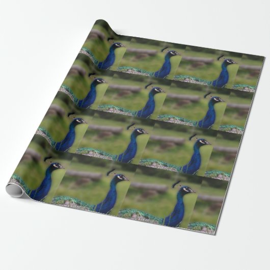 Cadeau Papier Peacock Photo Matte Wrapper (Déroulé)