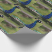 Cadeau Papier Peacock Photo Matte Wrapper (Coin)