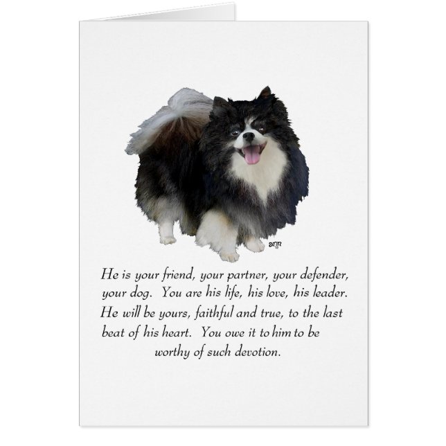 Cadeau Pomeranian Mâle (Devant)