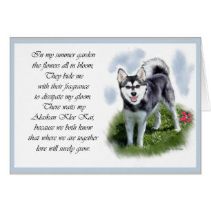 Cadeaux Alaskan Klee Kai