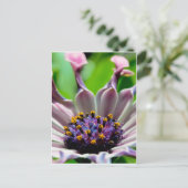 Cadeaux de carte postale Purple Daisy (Debout devant)