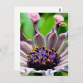Cadeaux de carte postale Purple Daisy (Devant / Derrière)