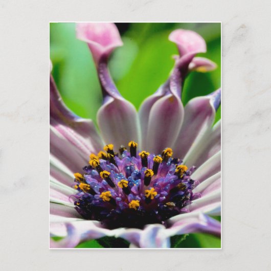 Cadeaux de carte postale Purple Daisy (Devant)