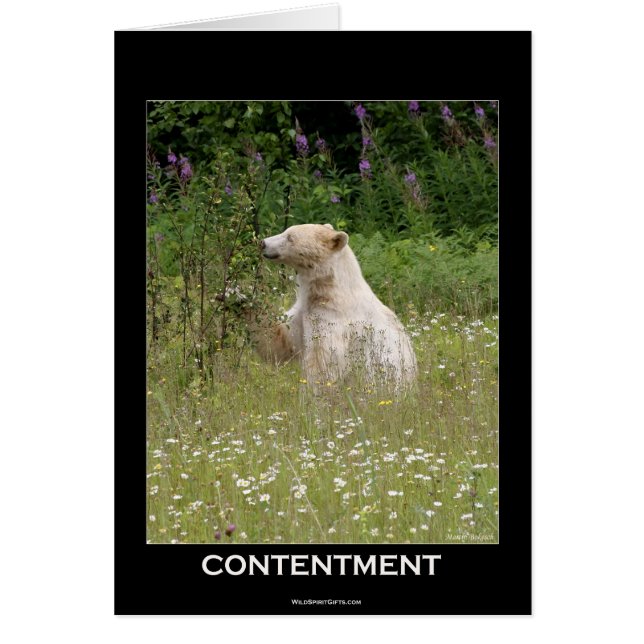 Cadeaux d'ours d'esprit (Devant)